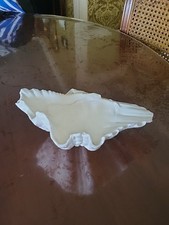 Ancien Coquillage Bénitier 20cm