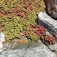 Sedum lydium orpin - sedum, blanc