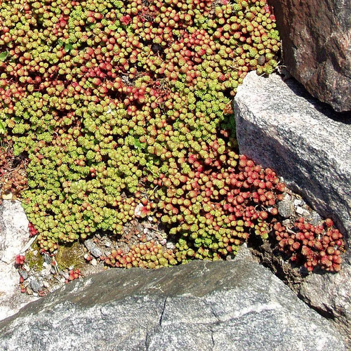 Sedum lydium orpin - -, blanc