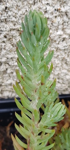 Sedum reflexum - , (=rupestre)