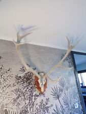 GRAND TROPHéE CERF-12