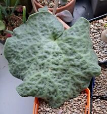 Tylecodon Singularis 