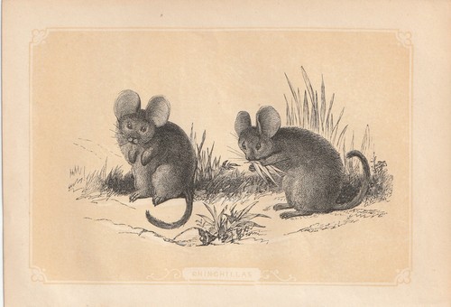 Chinchilla longue queue - chinchilla, à
