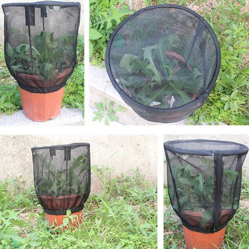 Cage insectes ventilée - d'insectes, en