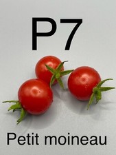 graine / seed tomate taille