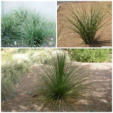 30 graines Nolina microcarpa, Beaucarnea microcarpa , mangeur,seed succulents F