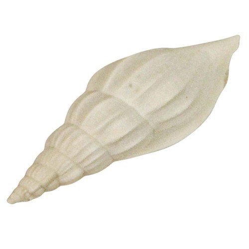 Coquillage rimella fissurella