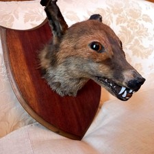 Trophée de Chasse Tête de Loup Naturalisée tué à Epernay Marne (51) en 1910