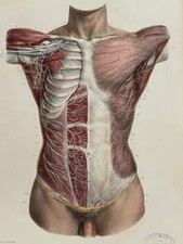 Grande planche anatomie