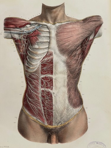 Grande planche anatomie