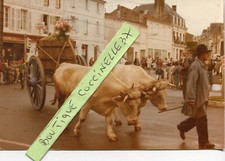 PHoto Attelage Boeufs Défilé