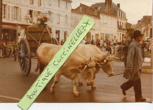 Photo attelage boeufs défilé - attelage,