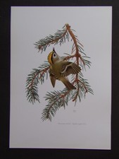 planche OISEAUX : Roitelet huppé - Regulus regulus