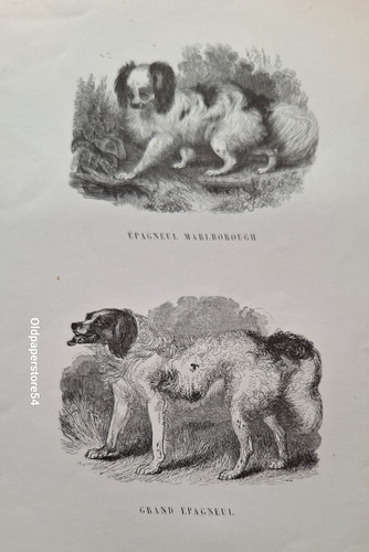 Gravures 1842 animaux - 19°an,