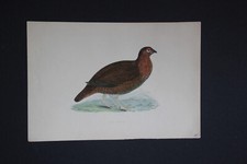 Gravure anglaise ancienne de