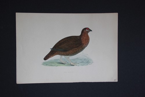 Gravure anglaise ancienne - , de