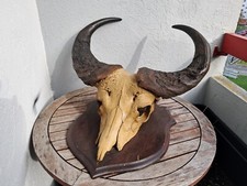 Trophée du buffle du Cap ( caffer ) ; Syncerus caffer #B9