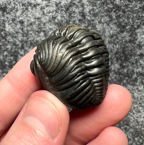 Pedinopariops trilobite fossil - trilobite,