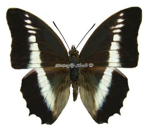 Entomologie papillon - entomologie,