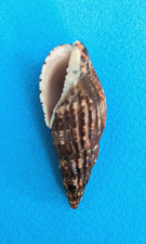 Lyria solangeae 51,5 mm f+++