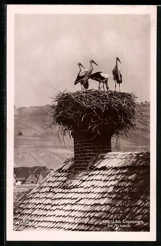 Carte postale les cigognes - les, en