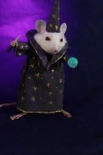 taxidermie petit rat magicien