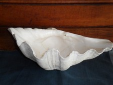 Ancien coquillage bénitier,blanc.26cm de largeur.