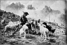 BERGER des PYRÉNÉES (Rosa