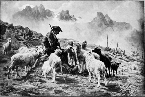 Berger des pyrénées rosa - des,