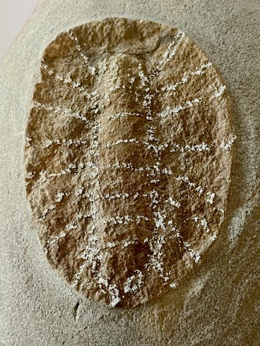 Triopus draboviensis - triopus,