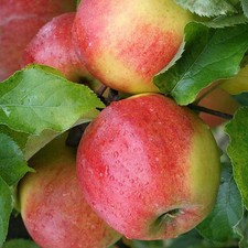 Pommier 'Jonagold' * - Malus