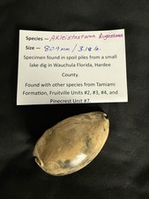 EXTINCT fossilized Cowrie