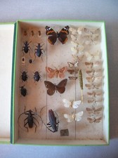 Ancienne vitrine boîte collection papillon entomologie cabinet curiosité n°4