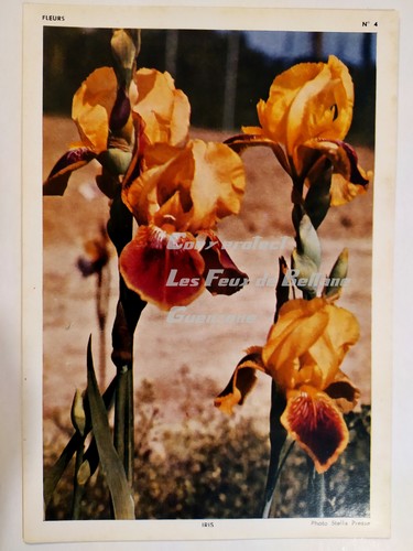 Carte photo iris fleurs - carte,
