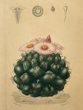 MAMMILLAIRE DENTS ELEPHANT Plante GRAVURE Maubert CACTEES Botanique XIX°