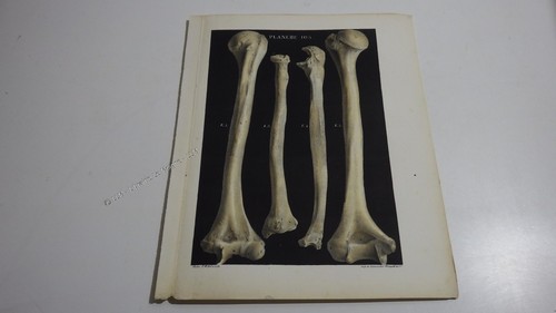 1850 lithographie couleur - couleur, os