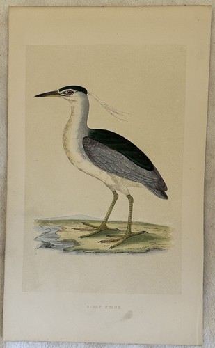 Morris night heron - heron, nitticora