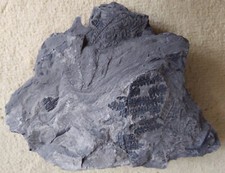 Empreintes de fougères