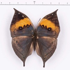 ENTOMOLOGIE-  Papillon en