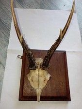 chasse trophée - art