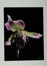 Francis Apesteguy, orchidée Paphiopedilum acmodontum vintage print. Signature en