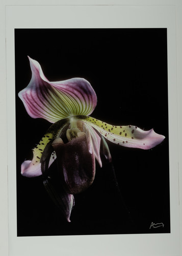 Francis apesteguy orchidée - francis, apesteguy,