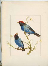 Varig Airlines 1st Class