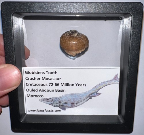 Framed globidens mosasaur - framed,