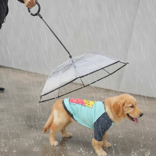 Parapluie transparent chien - parapluie,