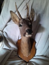 Trophé chevreuil TAXIDERMIE