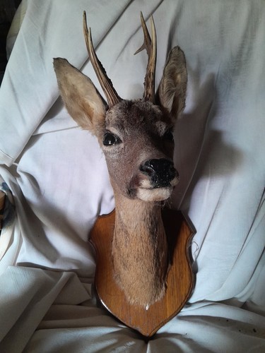 Trophé chevreuil taxidermie - trophé,