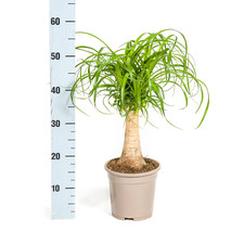 Tronc Beaucarnea Recurvata Ø17cm - ↕50cm, arbre à bouteille / pied...