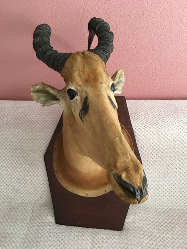 Taxidermie beau bubale - taxidermie,