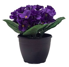 Pot de Violettes fleurs